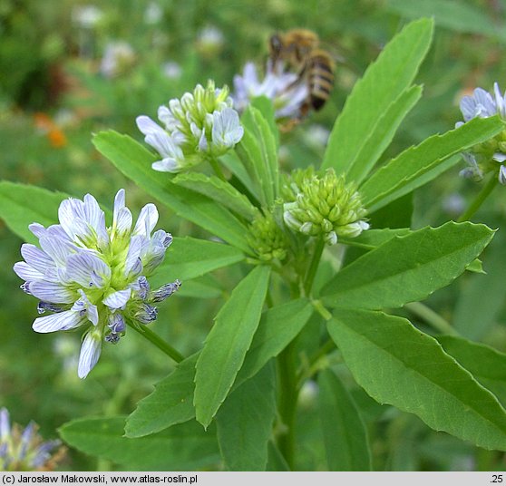 Trigonella caerulea