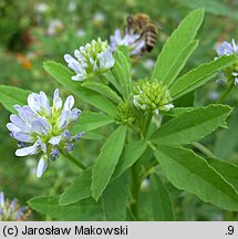 Trigonella caerulea