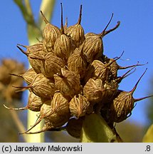 Trigonella caerulea