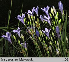 Triteleia laxa Queen Fabiola