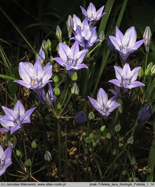 Triteleia laxa Queen Fabiola