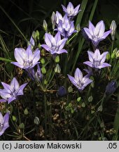 Triteleia laxa Queen Fabiola