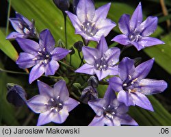 Triteleia laxa Queen Fabiola