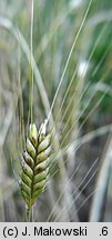 Triticum monococcum