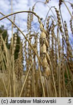 Triticum spelta