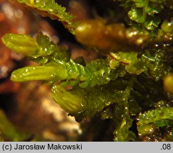 Tritomaria quinquedentata (trójłatek pięciozębny)