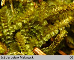 Tritomaria quinquedentata (trójłatek pięciozębny)