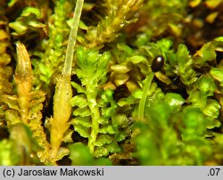 Tritomaria quinquedentata (trójłatek pięciozębny)