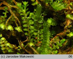 Tritomaria quinquedentata (trójłatek pięciozębny)