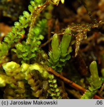 Tritomaria quinquedentata (trójłatek pięciozębny)