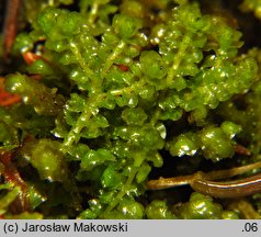 Tritomaria quinquedentata (trójłatek pięciozębny)