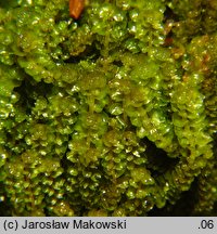Tritomaria quinquedentata (trójłatek pięciozębny)