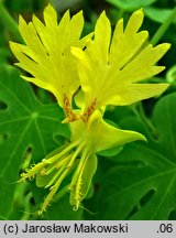 Tropaeolum peregrinum (nasturcja kanarkowa)