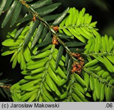 Tsuga canadensis (choina kanadyjska)