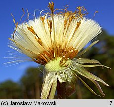 Tussilago farfara (podbiał pospolity)