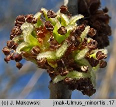 Ulmus minor (wiąz pospolity)