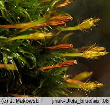 Ulota bruchii (nastroszek Brucha)