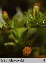Orthotrichum pulchellum (szurpek śliczny)