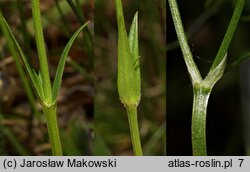 Stellaria graminea (gwiazdnica trawiasta)