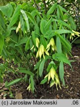 Uvularia grandiflora (jagodowiec wielkokwiatowy)