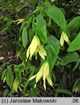 Uvularia grandiflora (jagodowiec wielkokwiatowy)