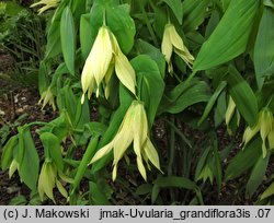 Uvularia grandiflora (jagodowiec wielkokwiatowy)