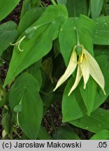 Uvularia grandiflora (jagodowiec wielkokwiatowy)