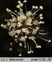 Acaena microphylla (acena drobnolistna)