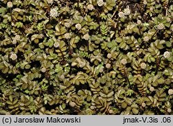 Acaena microphylla (acena drobnolistna)