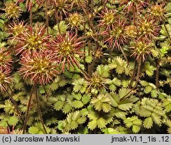 Acaena microphylla (acena drobnolistna)