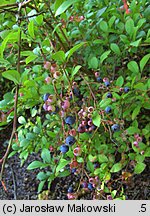 Vaccinium corymbosum