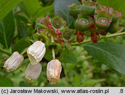 Vaccinium corymbosum