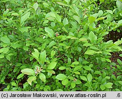 Vaccinium corymbosum