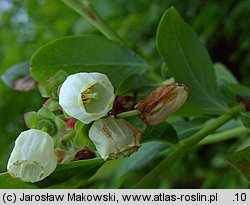 Vaccinium corymbosum