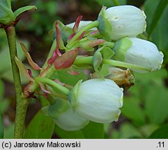 Vaccinium corymbosum