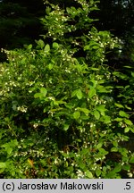 Vaccinium corymbosum (borówka wysoka)