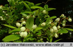 Vaccinium corymbosum (borówka wysoka)