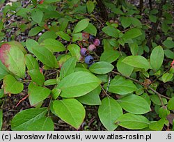 Vaccinium corymbosum