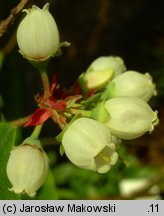 Vaccinium corymbosum (borówka wysoka)