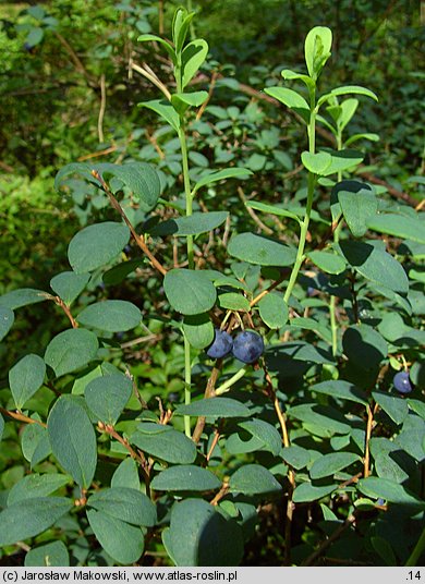 Vaccinium uliginosum