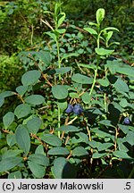 Vaccinium uliginosum