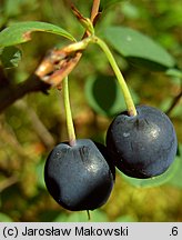 Vaccinium uliginosum