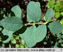 Vaccinium uliginosum