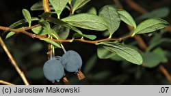 Vaccinium uliginosum (borówka bagienna)