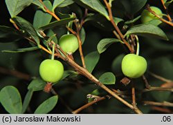 Vaccinium uliginosum (borówka bagienna)