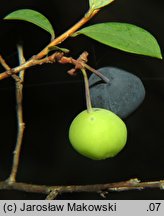 Vaccinium uliginosum (borówka bagienna)