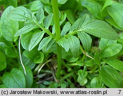 Valeriana dioica (kozłek dwupienny)