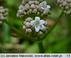 Valeriana dioica (kozłek dwupienny)