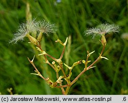 Valeriana dioica (kozłek dwupienny)