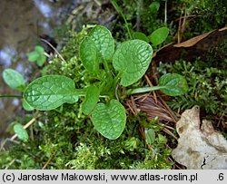 Valeriana dioica (kozłek dwupienny)